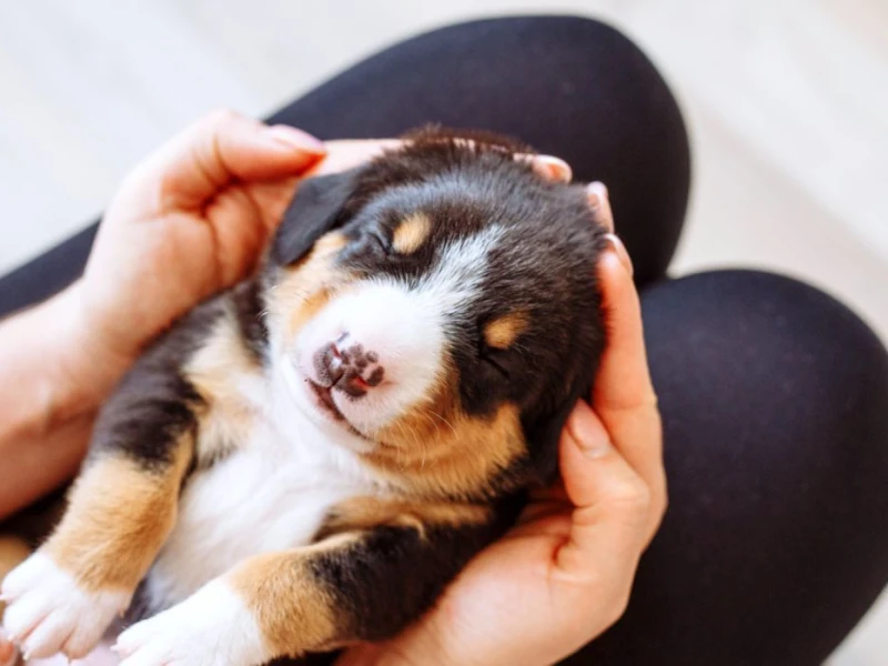 How to Potty Train Puppies