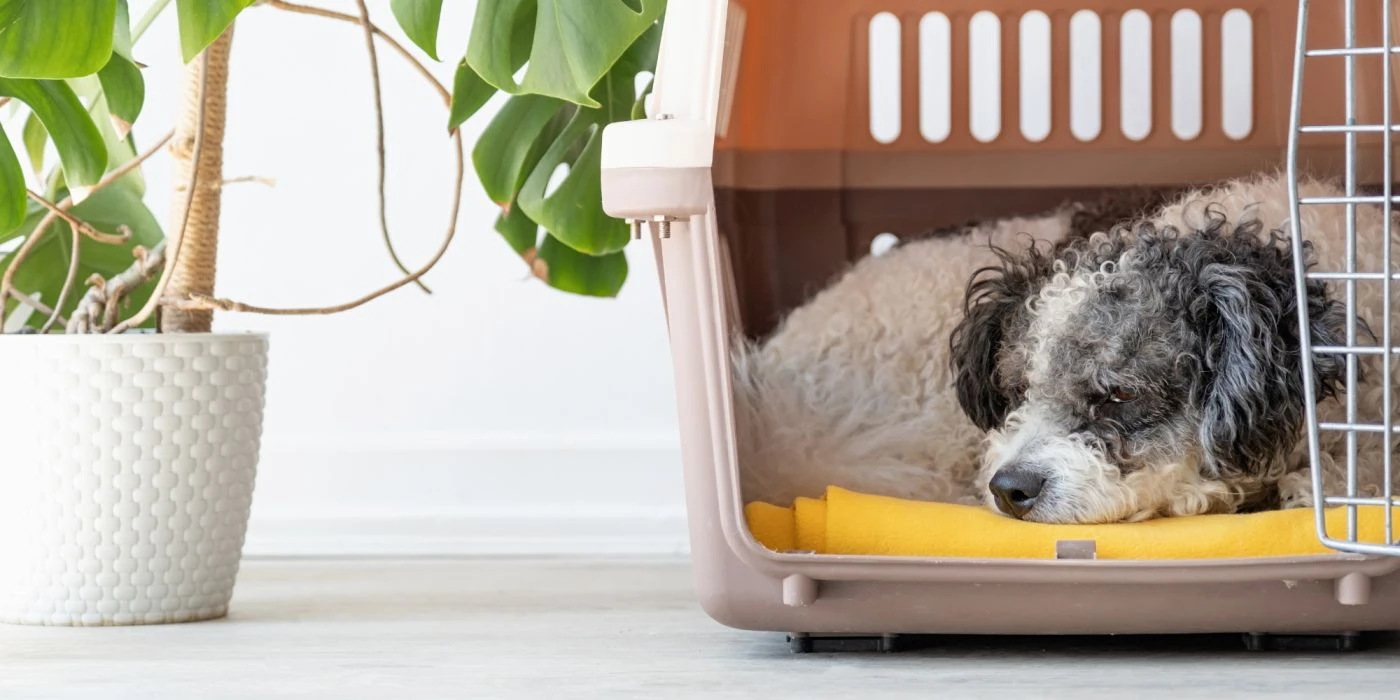 Understanding Crate Training